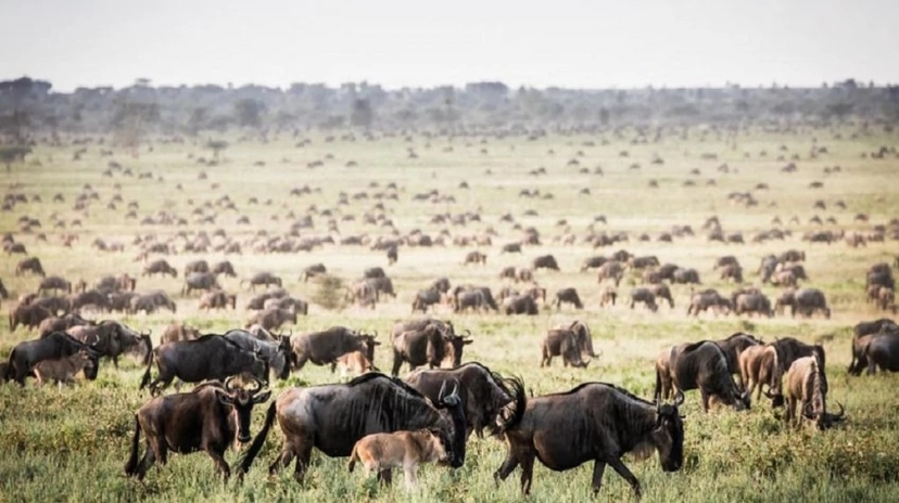 7 Days the Journey of Wildebeest 2