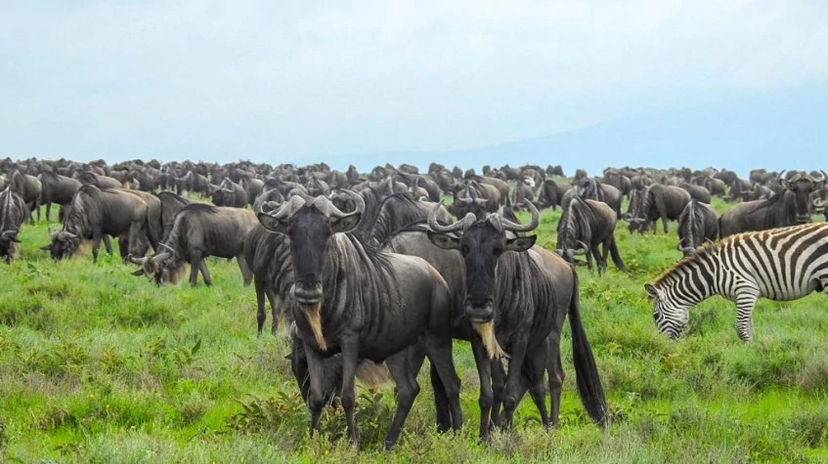 7 Days the Journey of Wildebeest 3