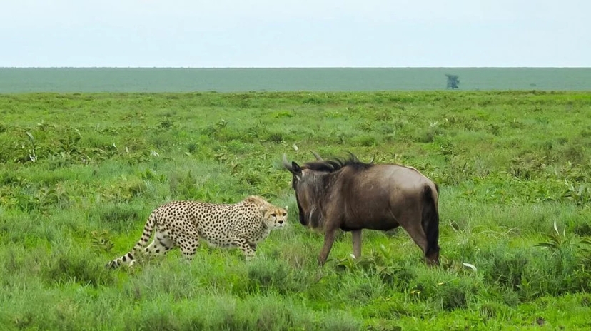 7 Days the Journey of Wildebeest 4