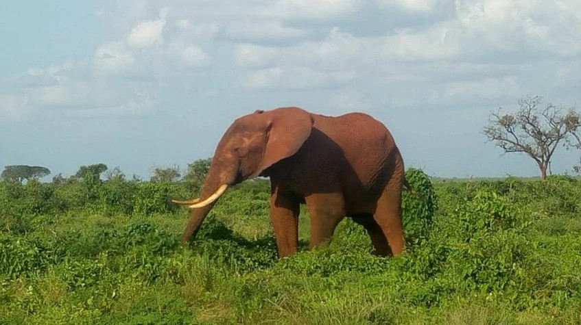 4 Days Fly-In Masai Mara Luxury Safari 1