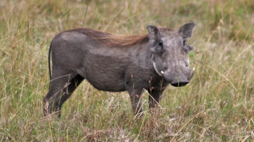 6 Days Absolute Game Viewing 3