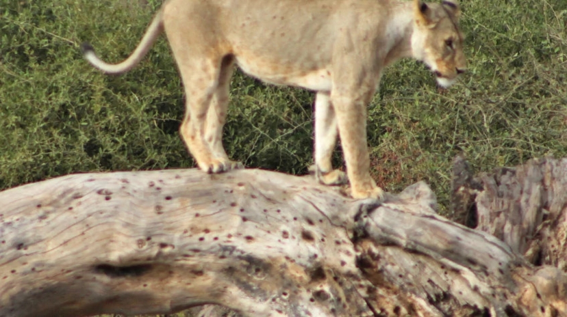 6 Days Absolute Game Viewing 4