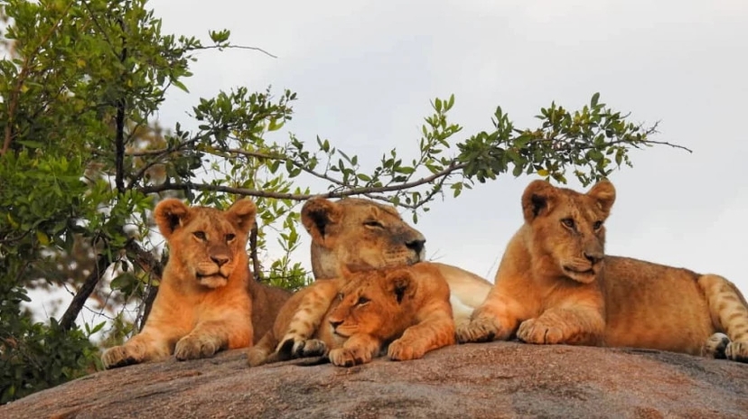 15 Days Big Five Safari and Zanzibar 2