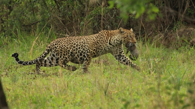 15 Days Big Five Safari and Zanzibar 3