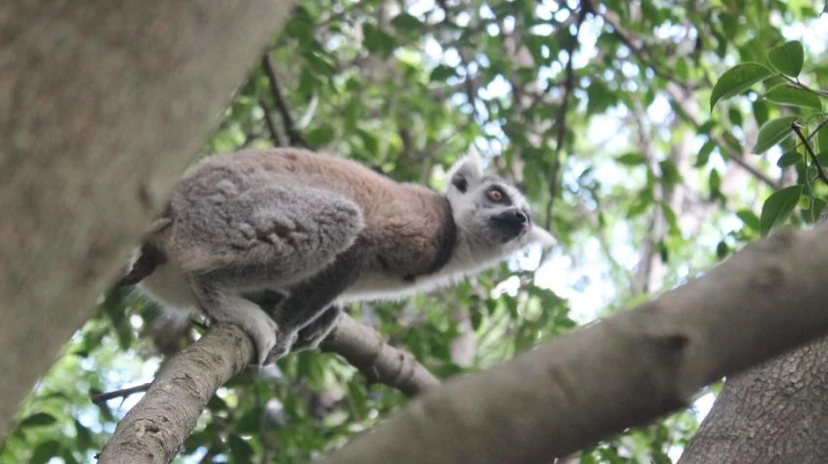 National Route 7 Rainforest Route Express 7 Days 3