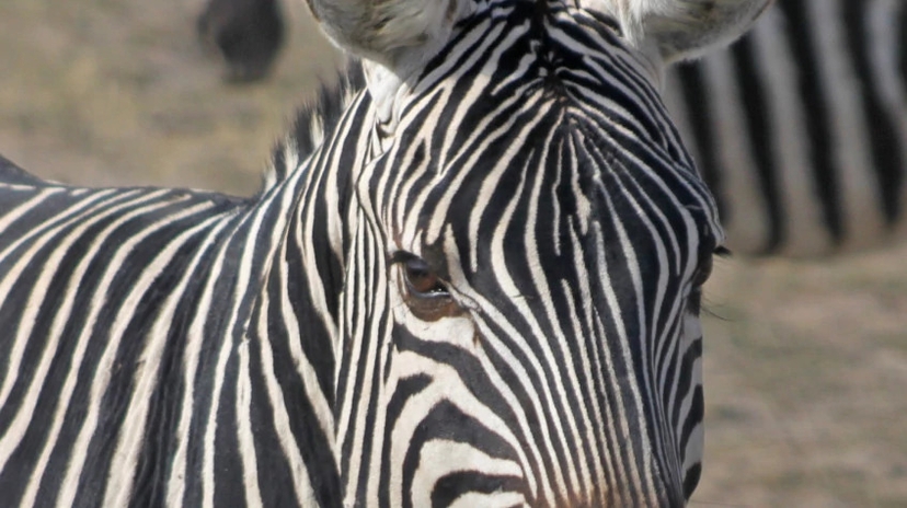 5 Days Fly-In Amboseli& Masai Mara National Reserve 2
