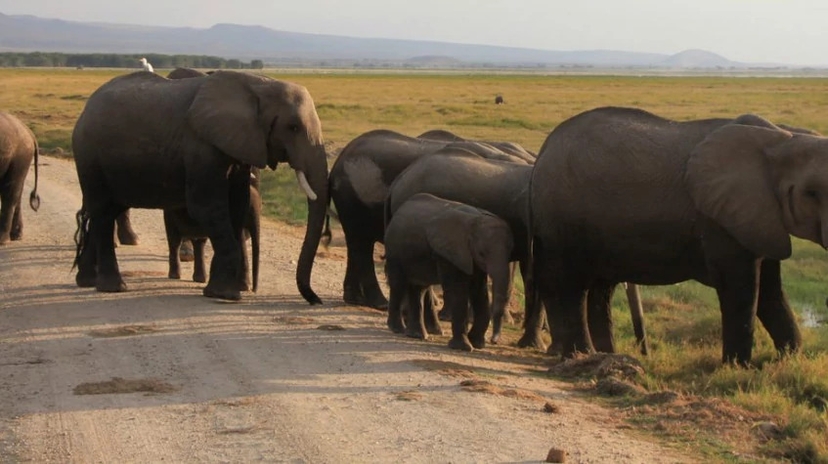 5 Days Fly-In Amboseli& Masai Mara National Reserve 3