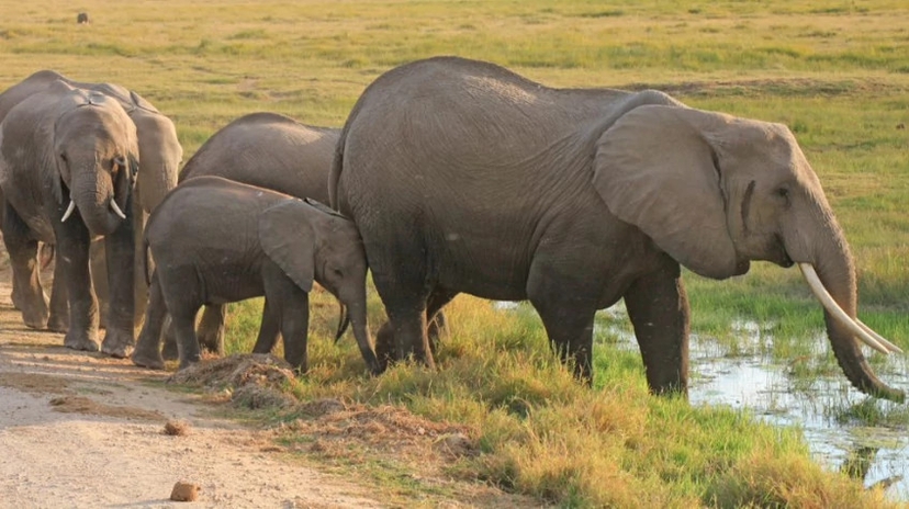 5 Days Fly-In Amboseli& Masai Mara National Reserve 4