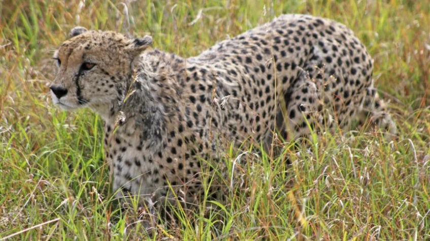 5 Days Fly-In Amboseli& Masai Mara National Reserve 5 Days Fly-In Amboseli& Masai Mara National Reserve