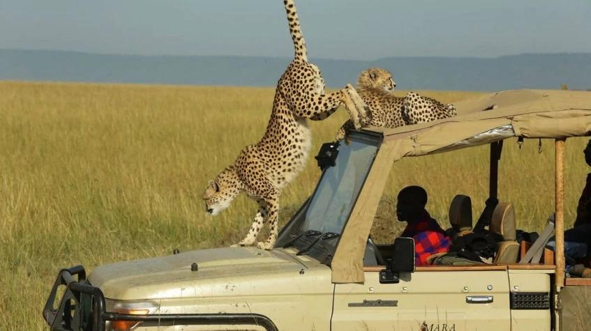 4 Days Fly-In Masai Mara Luxury Safari 4 Days Fly-In Masai Mara Luxury Safari