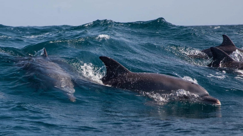 Wasini Dolphin Tour 2