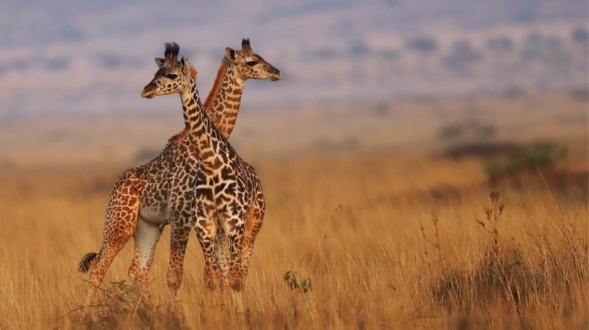 Epic Kenya Active Adventure Safari Booking 12 Days 4