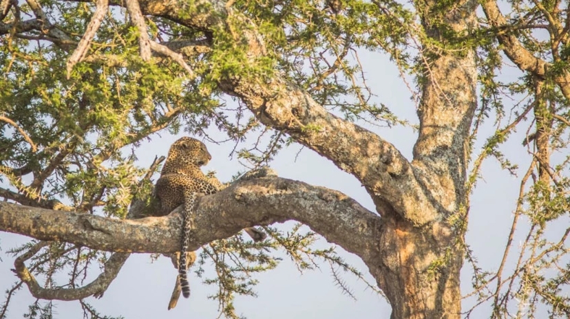 4 Days Iconic Ngorongoro Crater 3