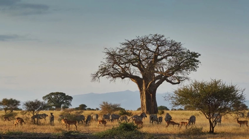 4 Days Tanzania Classic Safari 3