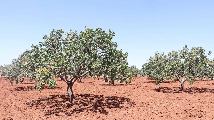 4 Days Gather Your Own Pistachio Eco Tour 3