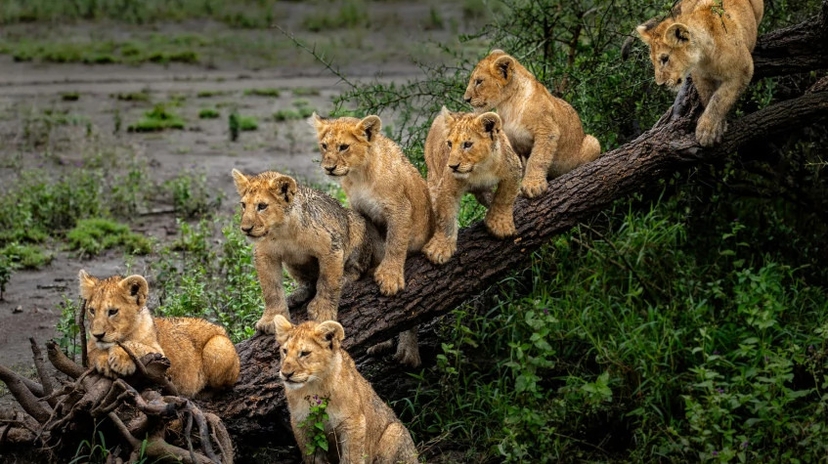Safari in Tarangire, Lake Natron and Ngorongoro 2