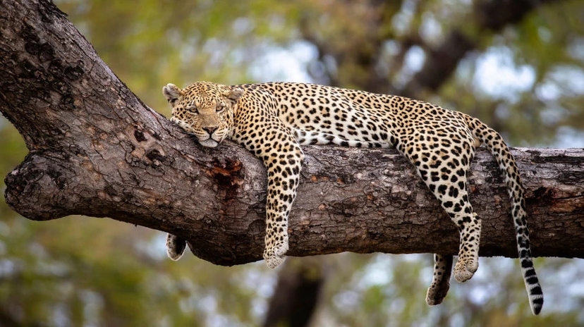 Safari in Tarangire, Lake Natron and Ngorongoro 3