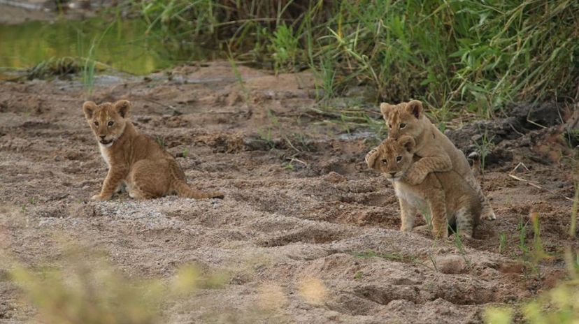 2 Days Safari Tarangire and Lake Manyara 2