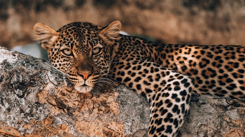 2 Days Safari Tarangire and Lake Manyara 4