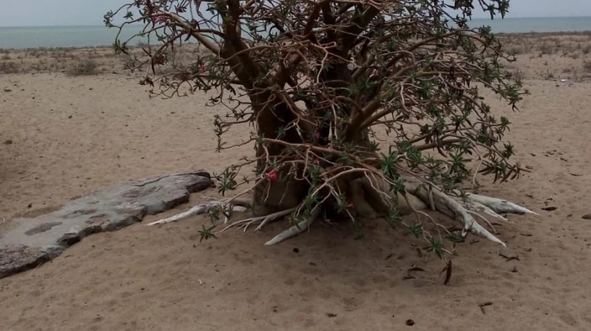 10 Days:lake Turkana -Sibiloi -Koobi Fora Chalbi 3