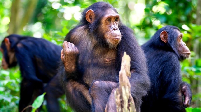 4 Days Gorilla Trekking Safari 1