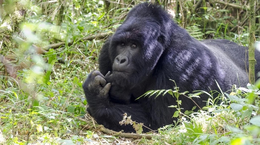 4 Days Gorilla Trekking Safari 2