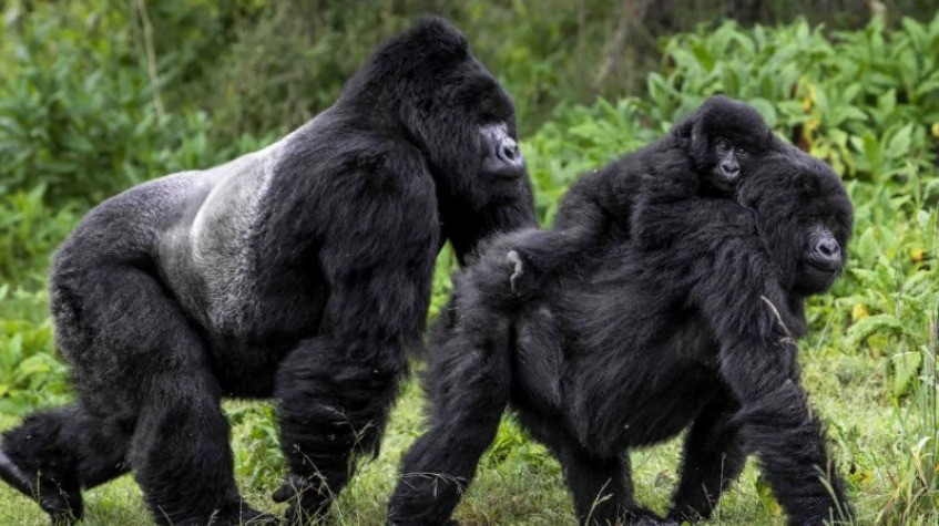3 Days Gorilla Trekking Uganda Safari-Bwindi 1