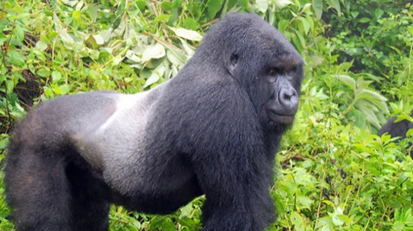 3 Days Gorilla Trekking Uganda Safari-Bwindi 2