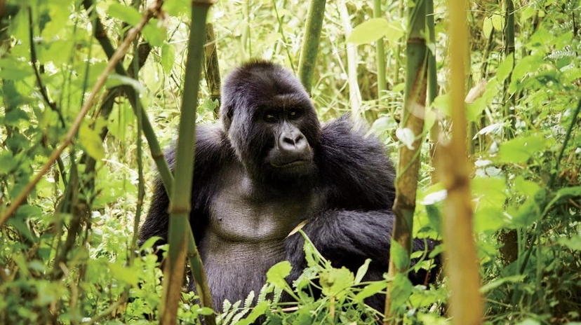 3 Days Gorilla Trekking Uganda Safari-Bwindi 3