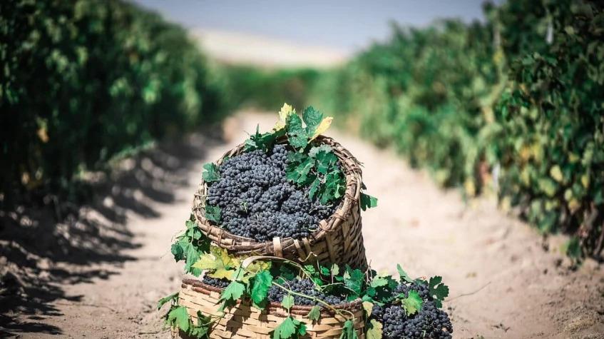 Cappadocia Grape Harvesting Tour from Kayseri Cappadocia Grape Harvesting Tour from Kayseri