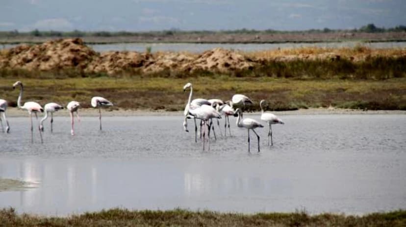 Daily the Lake Gala National Park Tour 2