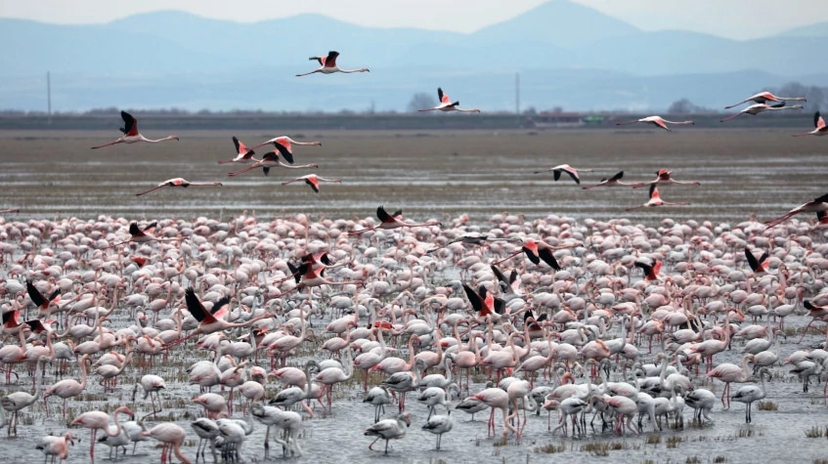 Daily the Lake Gala National Park Tour 4