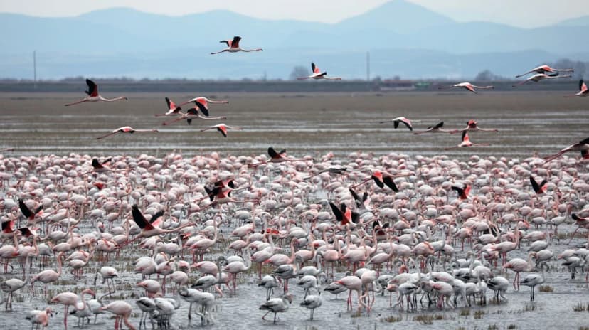 Daily the Lake Gala National Park Tour 4