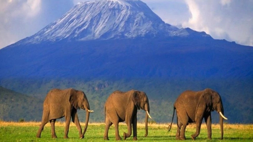 13 Days Kenya and Tanzania Combined Safari