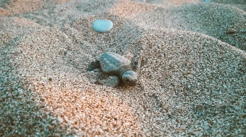 Daily Turtle Clinic Tour from Dalyan Daily Turtle Clinic Tour from Dalyan