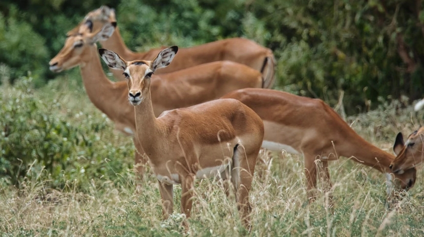 2 Days Tsavo East Safari 2