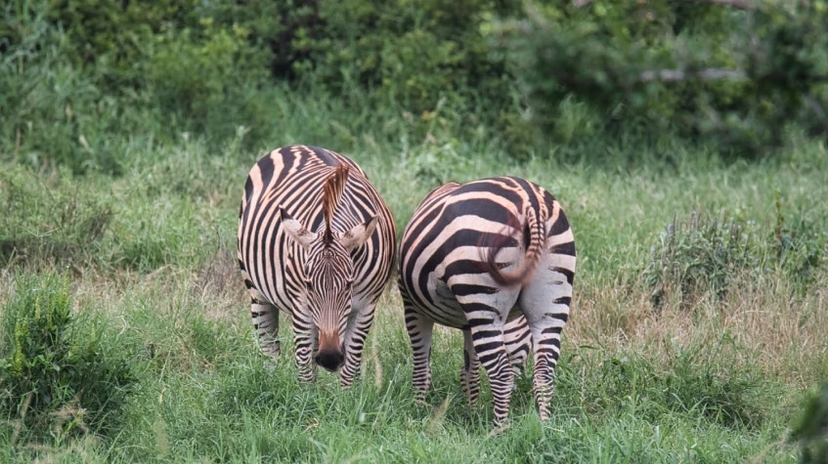 2 Days Tsavo East Safari 3