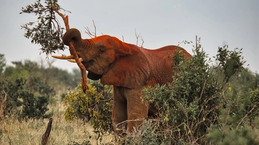 2 Days Tsavo East Safari 4