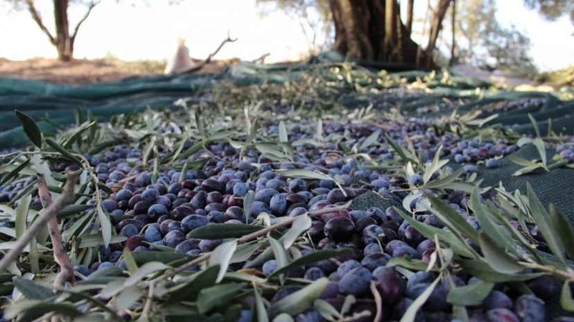 Daily Hatay Olive Oil Tasting Tour 2