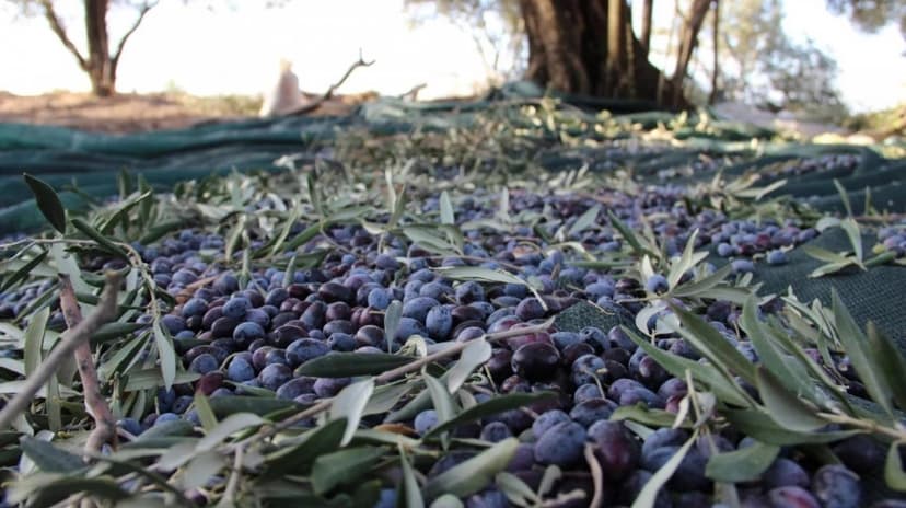 Daily Hatay Olive Oil Tasting Tour 2