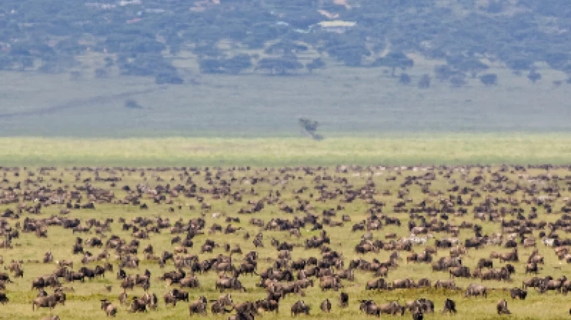 3 Days Classic Serengeti & Ngorongoro Safari 2