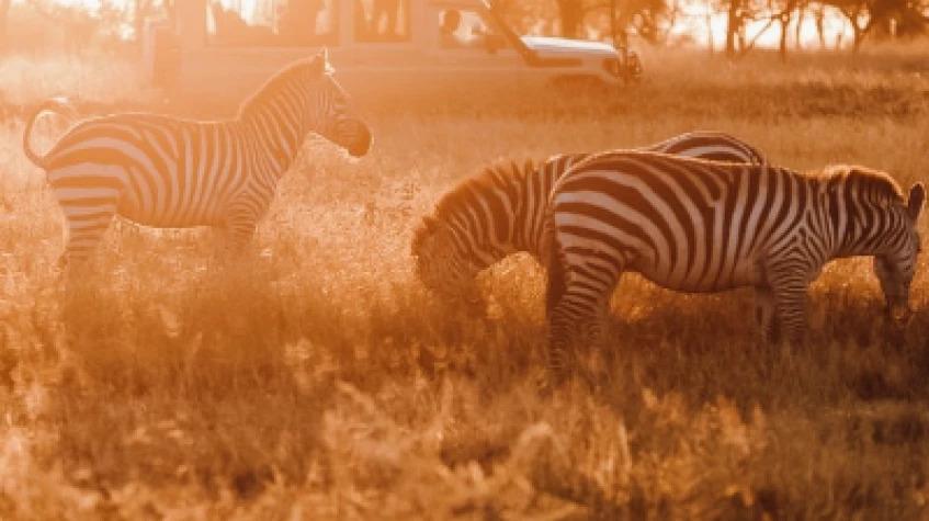 3 Days Classic Serengeti & Ngorongoro Safari 3 Days Classic Serengeti & Ngorongoro Safari