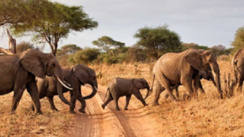 Hwange Park Full Day Game Drive Departing from Hwange Main Camp. 1