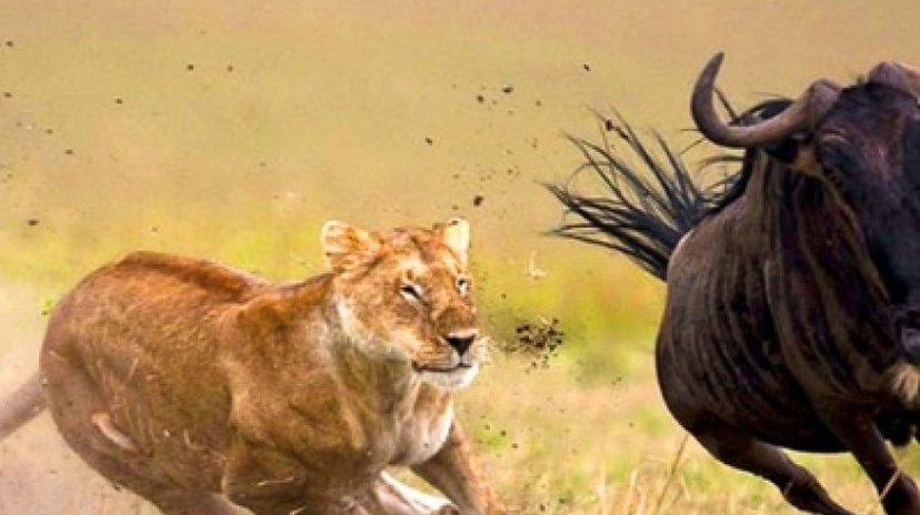 Hwange Park Full Day Game Drive Departing from Hwange Main Camp. 2