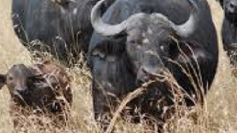 Hwange Park Full Day Game Drive Departing from Hwange Main Camp. 3