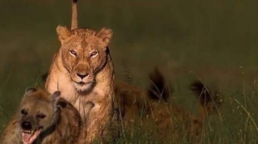3 Days Maasai Mara Budget. 3 Days Maasai Mara Budget.