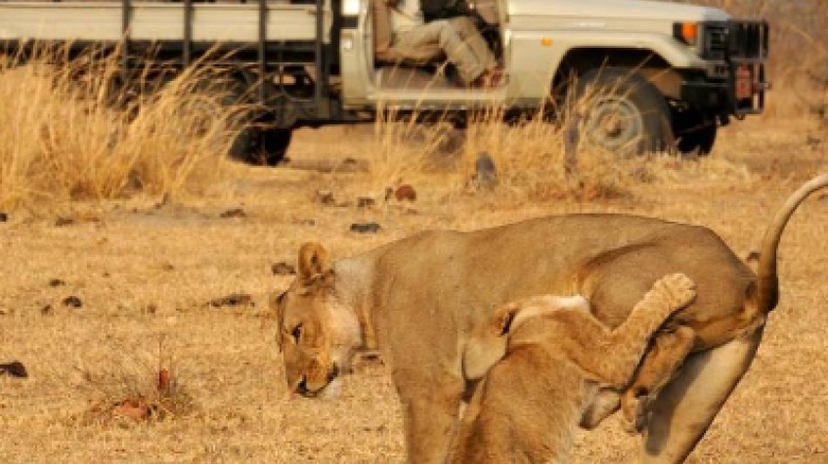 10 Days the Original Remote Luangwa Safari 3