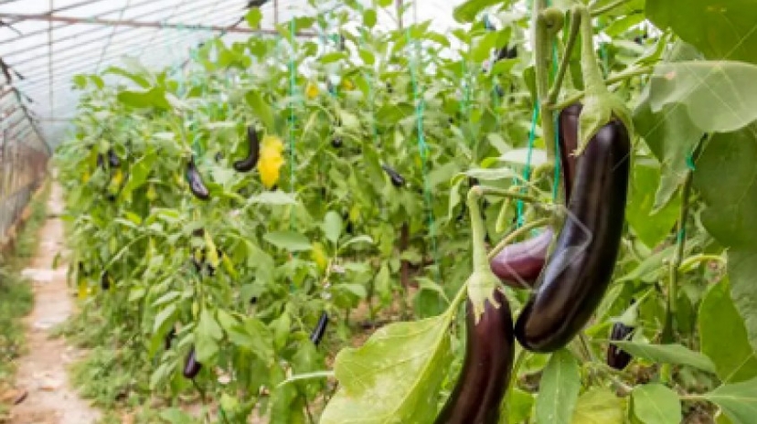 4 Days Antalya Planting Seedlings/Harvest Tour 2