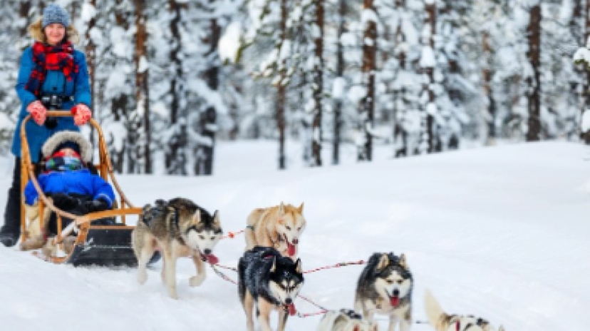 Animal Fun Day With Zoo, Husky & Reindeer Sleigh Ride 4