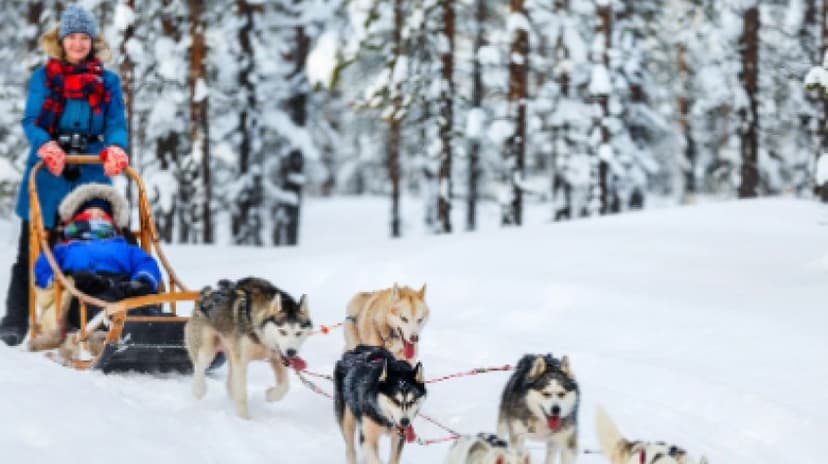 Animal Fun Day With Zoo, Husky & Reindeer Sleigh Ride 4